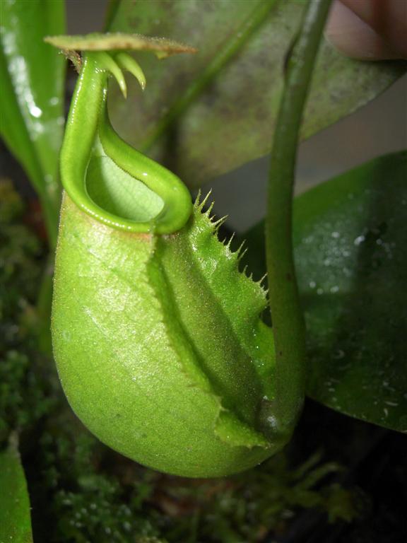 Nepenthes bicalcarata 'Red Flush' 7